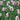 Tulipa 'Affaire' Bulb
