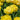 Tulipa 'Akebono' Bulb