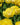 Tulipa 'Akebono' Bulb