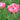 Tulipa 'Amazing Grace' Bulb