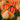 Tulipa 'American Dream' Bulb