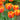 Tulipa 'Apeldoorn's Elite' Bulb