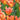 Tulipa 'Apricot Emperor' Bulb