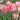 Tulipa 'Apricot Parrot' Bulb
