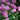 Tulipa 'Backpacker' Bulb