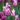Tulipa 'Ballade' Bulb