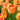 Tulipa 'Banja Luka' Bulb