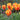 Tulipa 'Beauty of Apeldoorn' Bulb