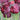 Tulipa 'Black Parrot' Bulb