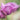 Tulipa 'Bleu Aimable' Bulb