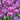 Tulipa 'Blue Diamond' Bulb