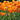 Tulipa 'Brown Sugar' Bulb