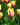 Tulipa 'Burning Heart' Bulb