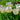 Tulipa 'Calgary' Bulb