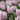 Tulipa 'Candy Prince' Bulb