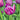 Tulipa 'Cara-Velle' Bulb