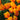 Tulipa 'Cash' Bulb