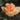 Tulipa 'Charming Beauty' Bulb