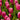 Tulipa 'Christmas Dream' Bulb