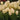 Tulipa 'City of Vancouver' Bulb