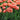 Tulipa 'Copper Image' Bulb