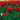 Tulipa 'Couleur Cardinal' Bulb