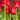 Tulipa 'Crystal Beauty' Bulb