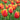 Tulipa 'Denmark' Bulb