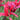 Tulipa 'Doll's Minuet' Bulb