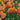 Tulipa 'Dordogne' Bulb