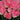 Tulipa 'Dynasty' Bulb