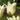 Tulipa 'Elegant Lady' Bulb