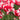 Tulipa 'Estella Rijnveld' Bulb