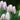 Tulipa 'Flaming Flag' Bulb
