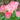 Tulipa 'Flaming Purissima' Bulb