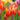 Tulipa 'Fly Away' Bulb