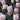 Tulipa 'Foxtrot' Bulb