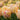 Tulipa 'Foxy Foxtrot' Bulb