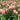 Tulipa 'Gabriella' Bulb