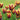 Tulipa 'Gavota' Bulb