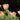 Tulipa 'Groenland' Bulb