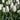 Tulipa 'Hakuun' Bulb