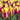 Tulipa 'Helmar' Bulb