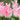 Tulipa 'Holland Chic' Bulb