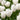 Tulipa 'Honeymoon' Bulb