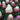 Tulipa 'Ice Cream' Bulb