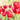 Tulipa 'Ile de France' Bulb