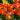 Tulipa 'Juan' Bulb