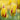 Tulipa 'La Courtine' Bulb