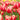 Tulipa 'Leen van der Mark' Bulb